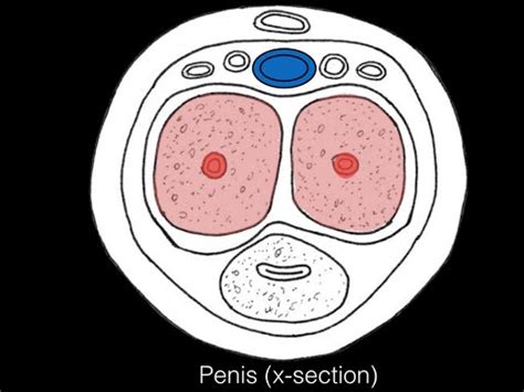 penis videos|Stimulation, Erection, Emission and Ejaculation